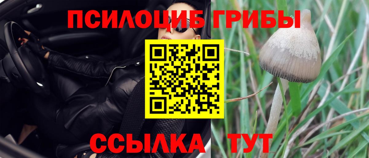 Урай  Псилоцибиновые грибы прущие грибы  Псилоцибиновые грибы Psilocybe  Вход с VPN 